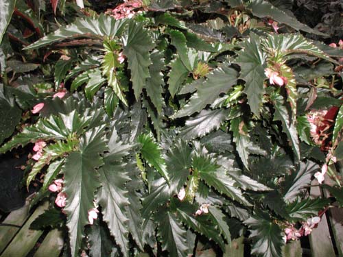 B. ‘Pink Sabers’